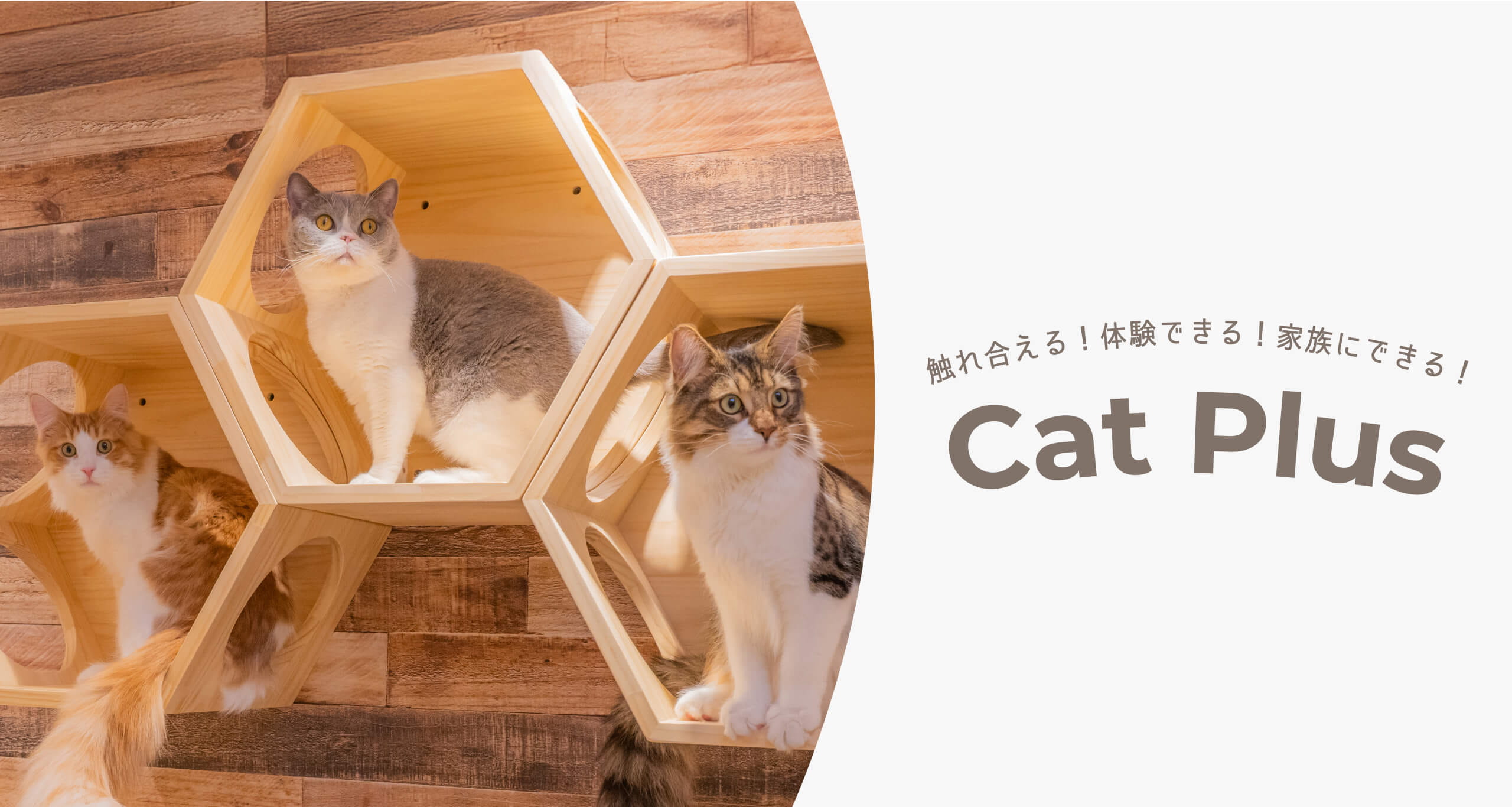 触れ合える！体験できる！家族にできる！ CatPlus ネコちゃんとの生活体験型店舗
