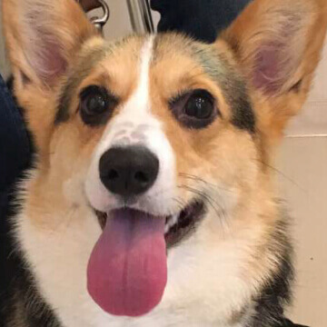 小麦ちゃん/riku様