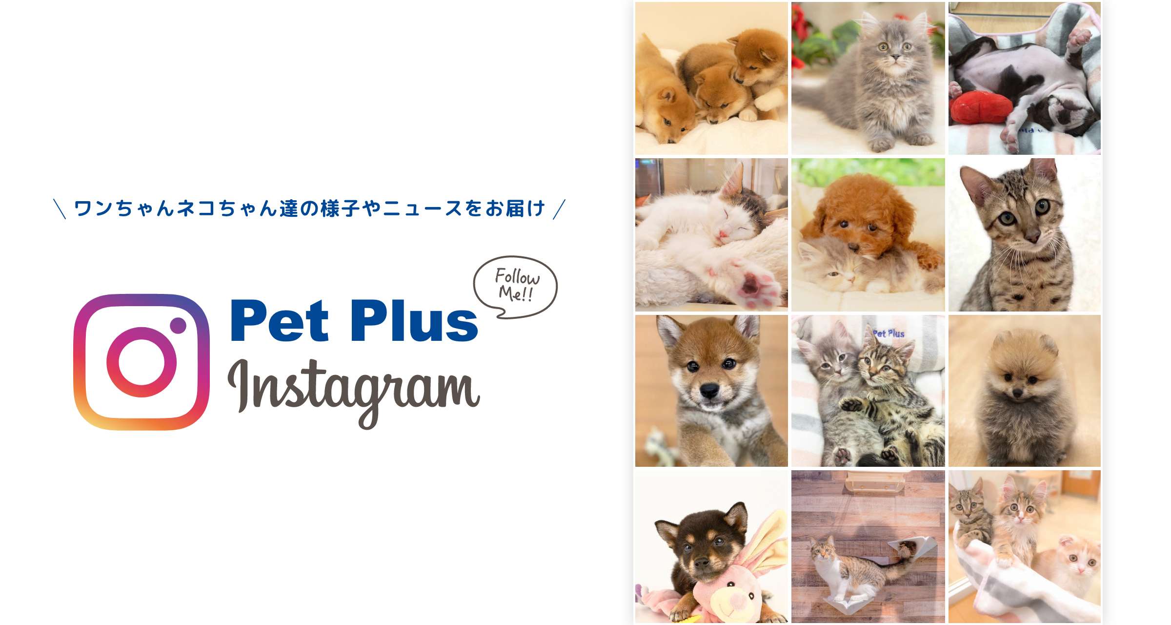 PetPlus 公式インスタグラム