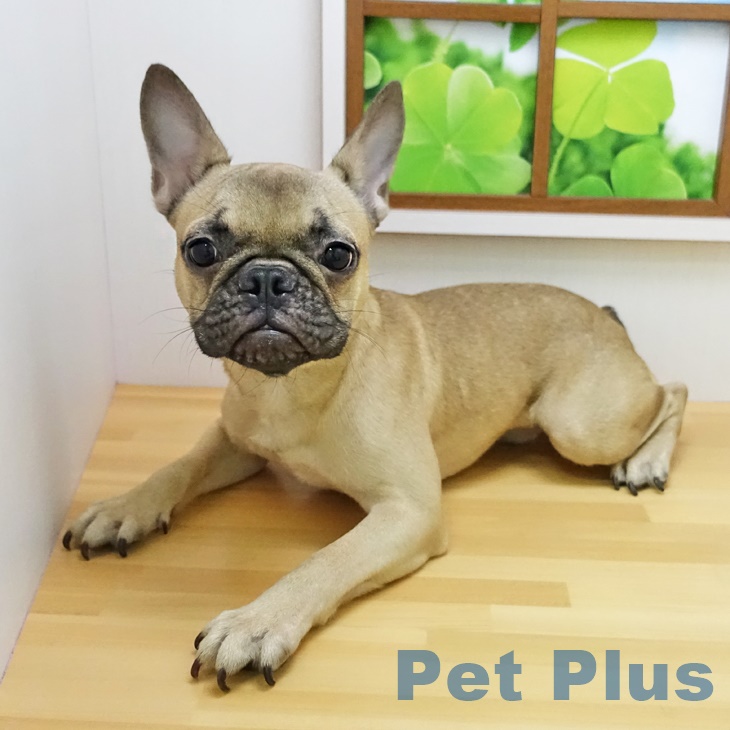 フレンチ・ブルドッグ