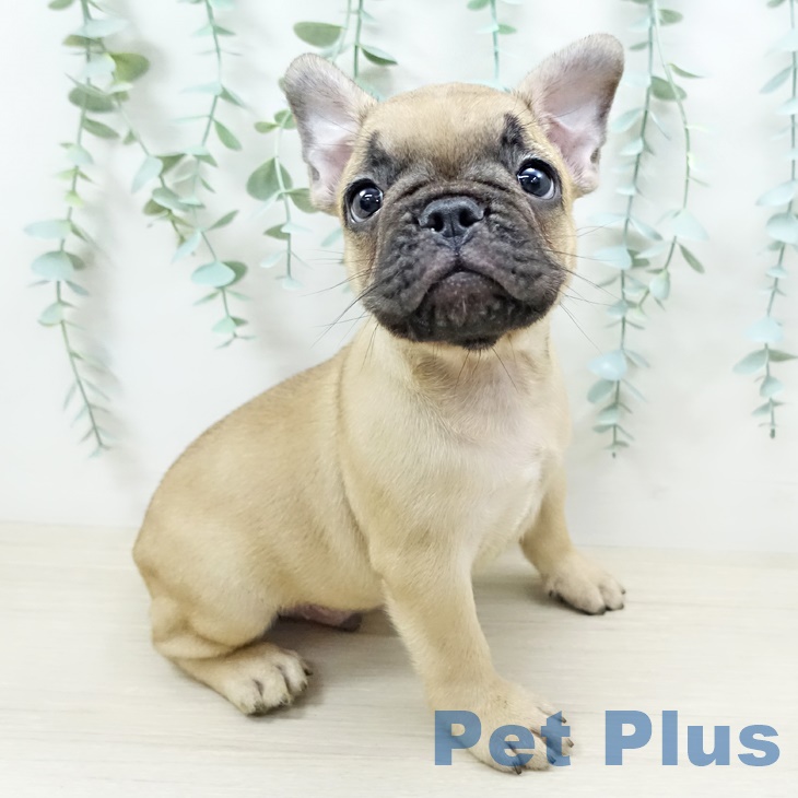 フレンチ・ブルドッグの写真2