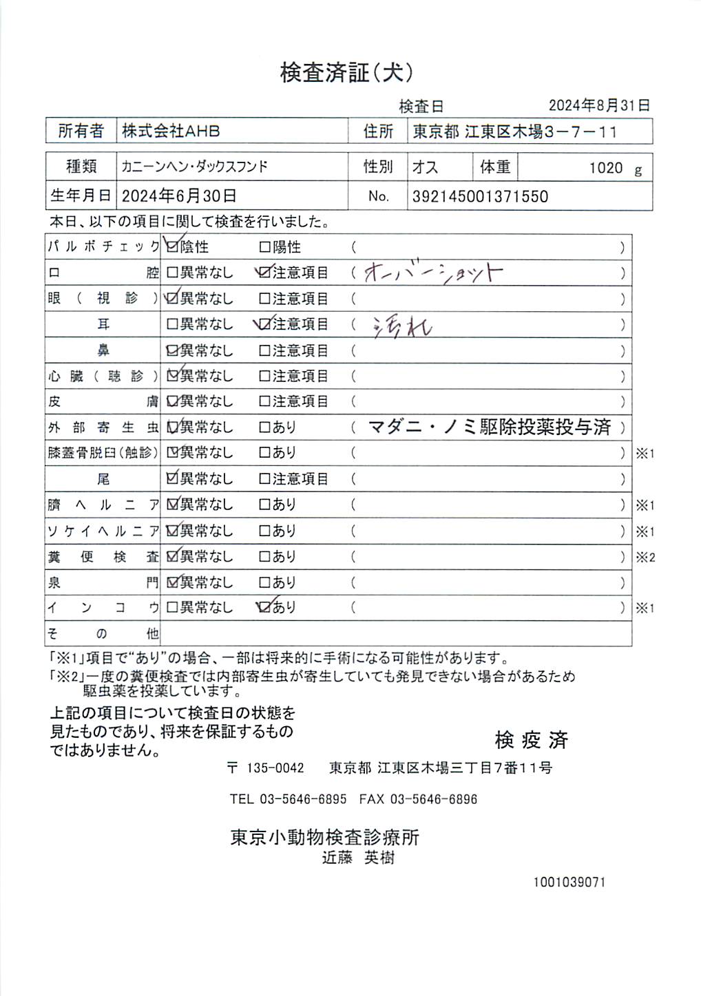 カニーンヘン・ダックスフンド