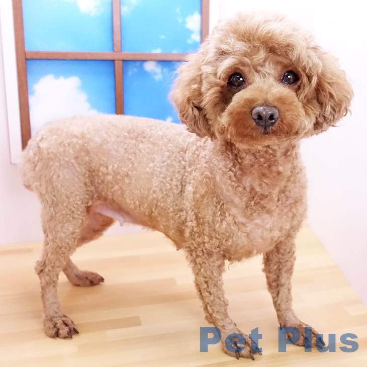 トイ・プードルの写真2