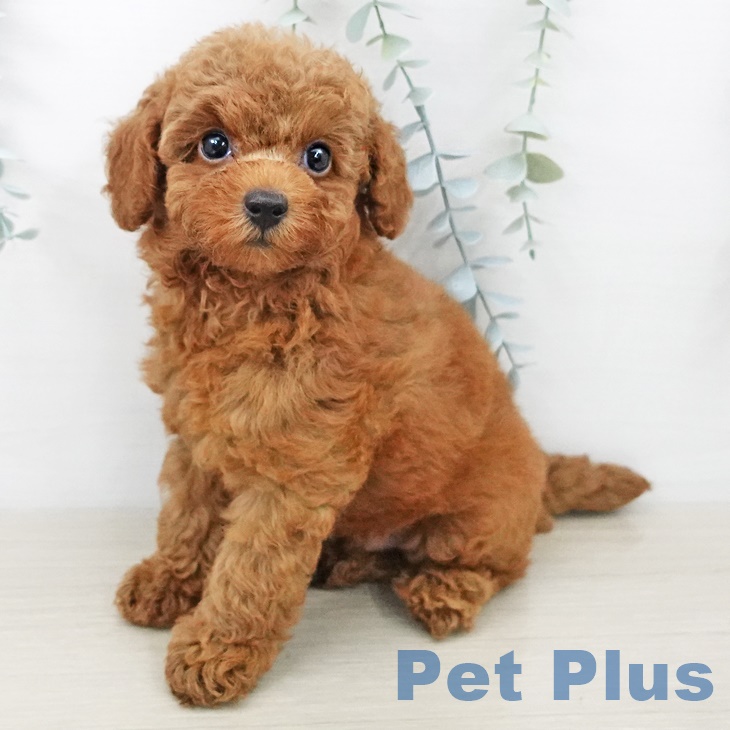 トイ・プードル