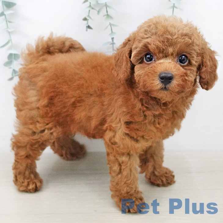 トイ・プードル