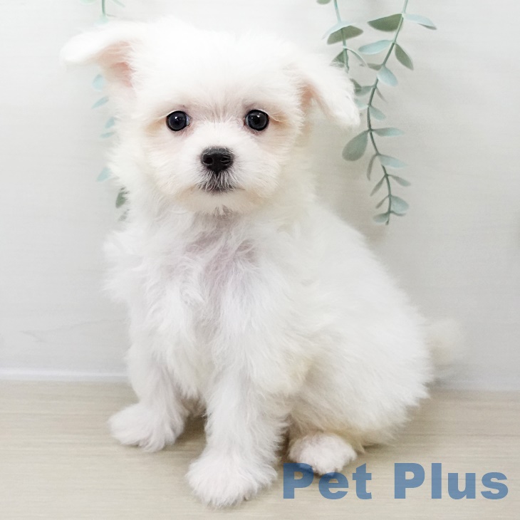 マルチーズの写真2