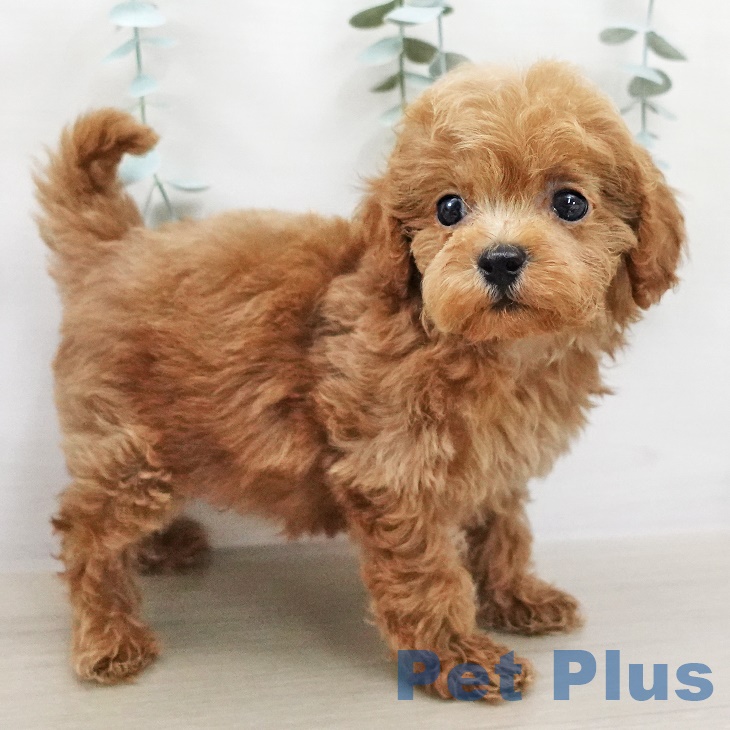 トイ・プードル