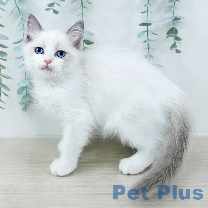 ラグドールの写真2