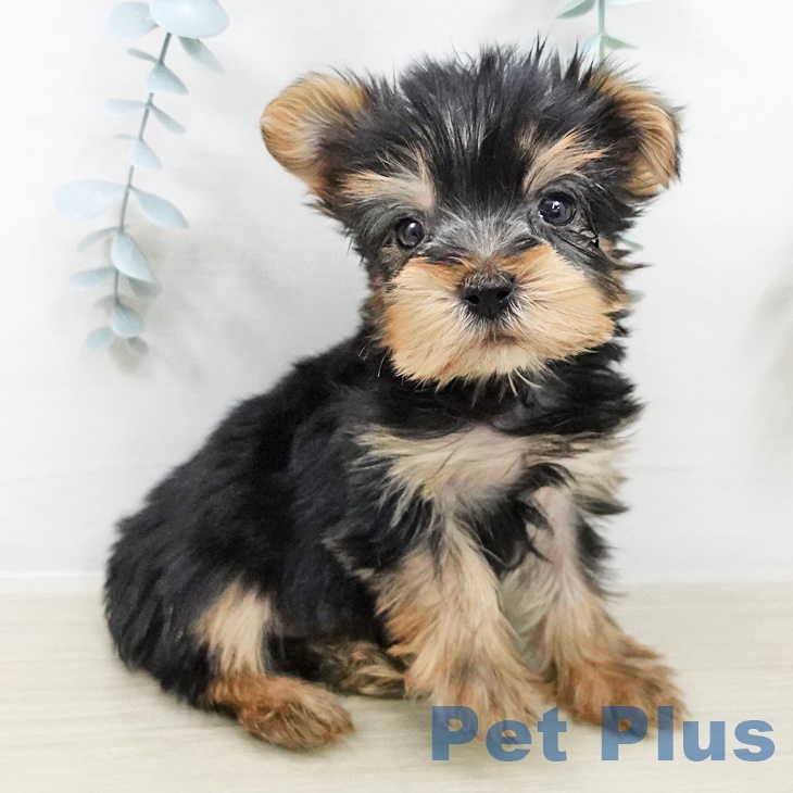 ヨークシャー・テリア