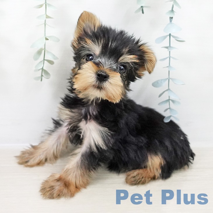 ヨークシャー・テリアの写真2