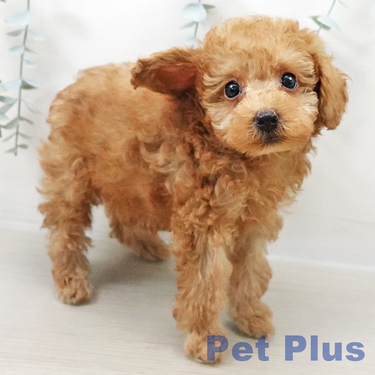 トイ・プードル