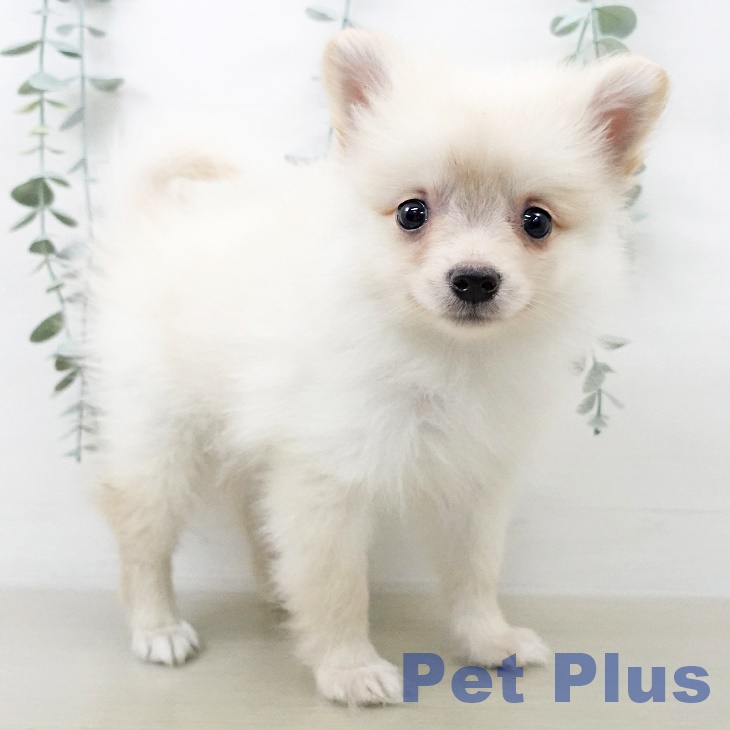 ポメラニアンの写真2