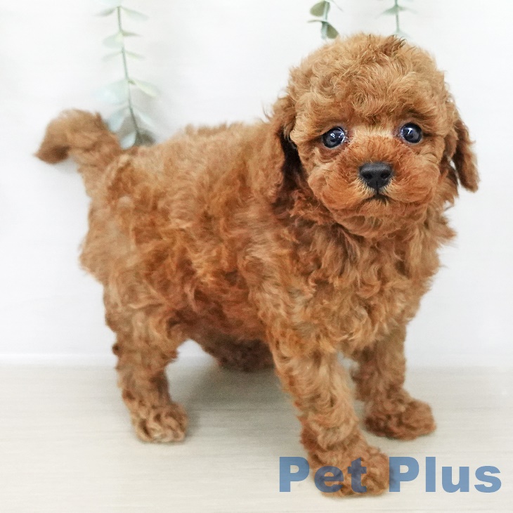 トイ・プードル