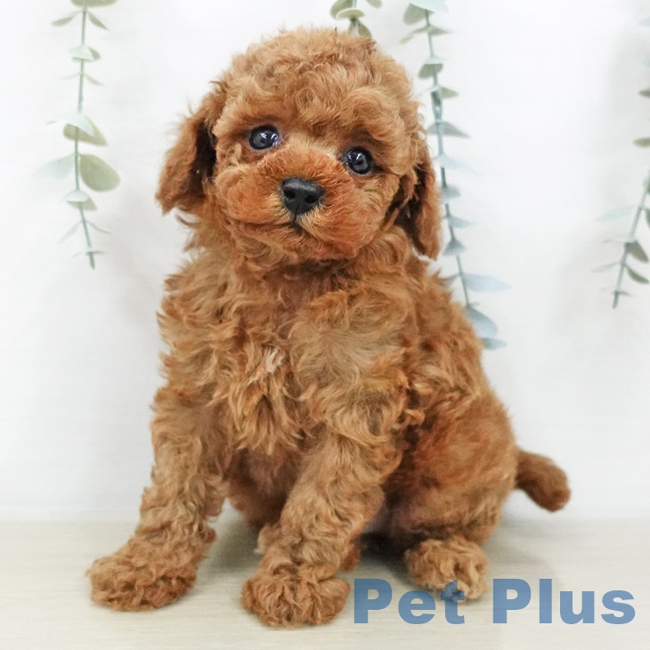 トイ・プードル