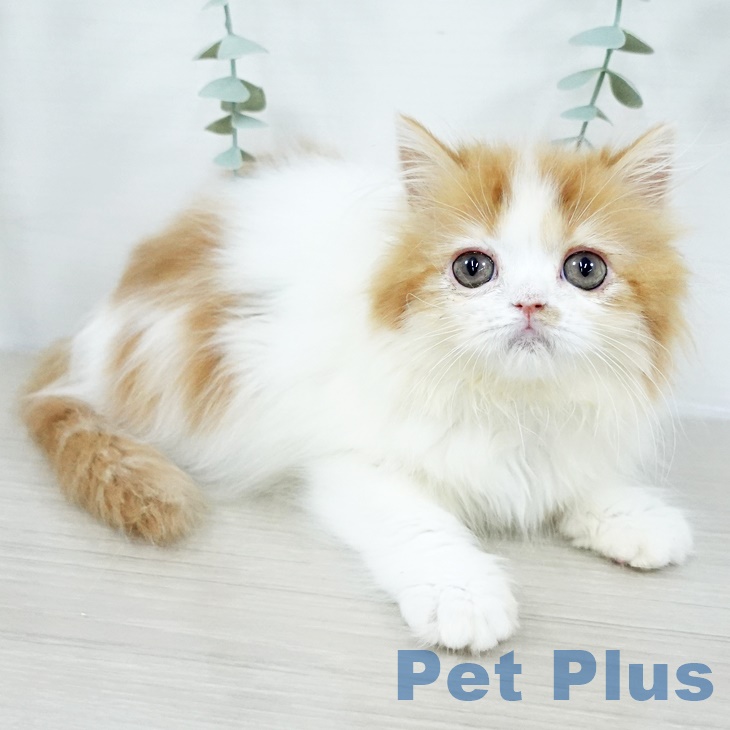 スコティッシュフォールド