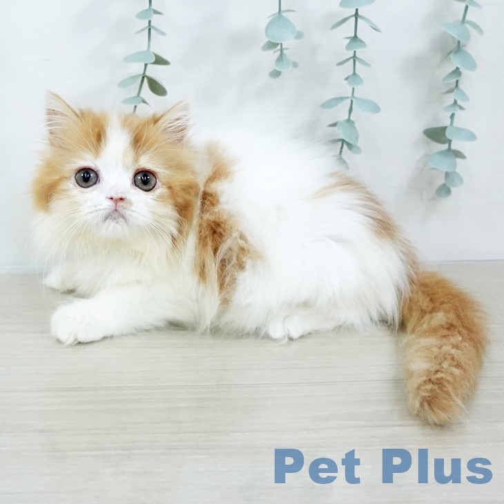 スコティッシュフォールド