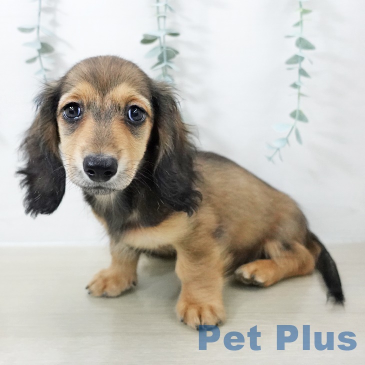 ミニチュア・ダックスフンドの写真2