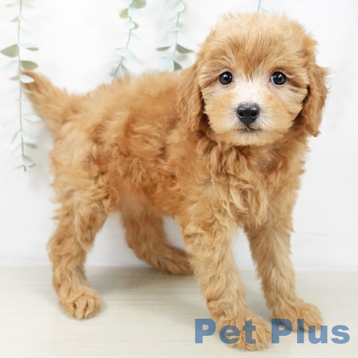 トイ・プードルの写真2