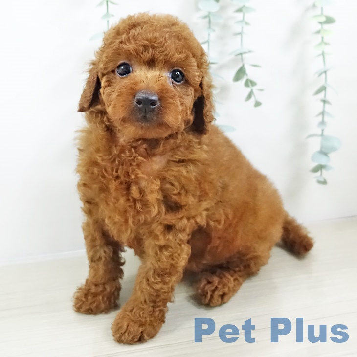 トイ・プードル