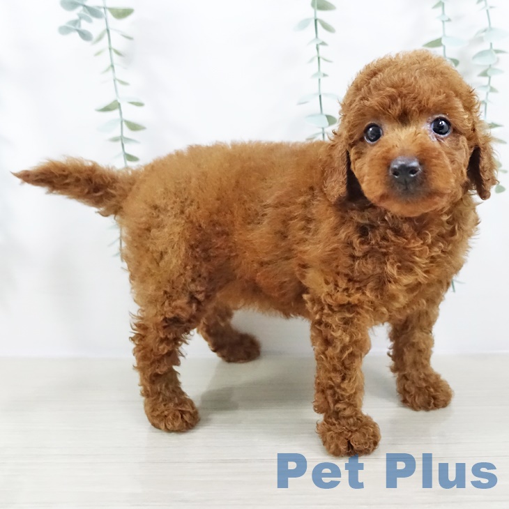 トイ・プードルの写真2