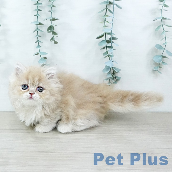 ミヌエットの写真2