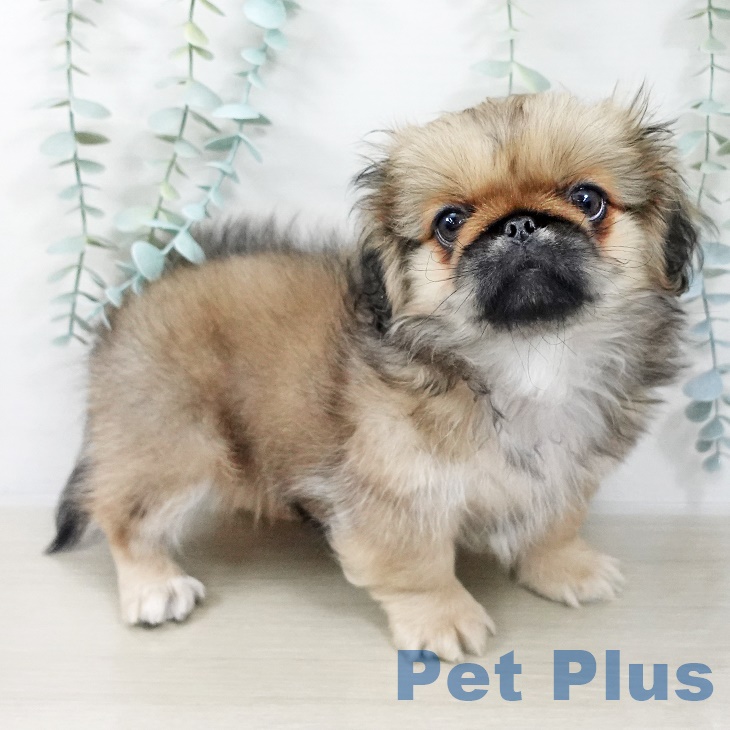 ペキニーズの写真2