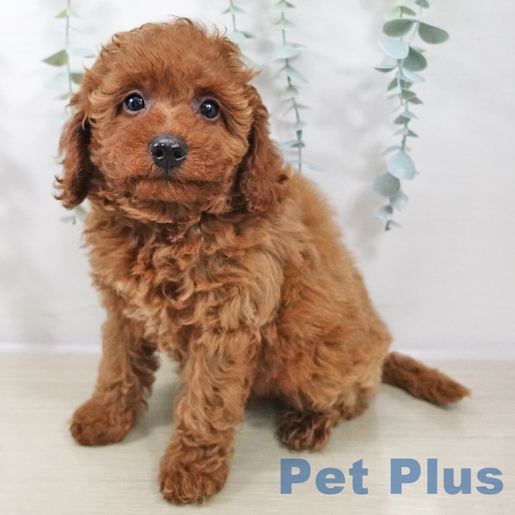 トイ・プードル