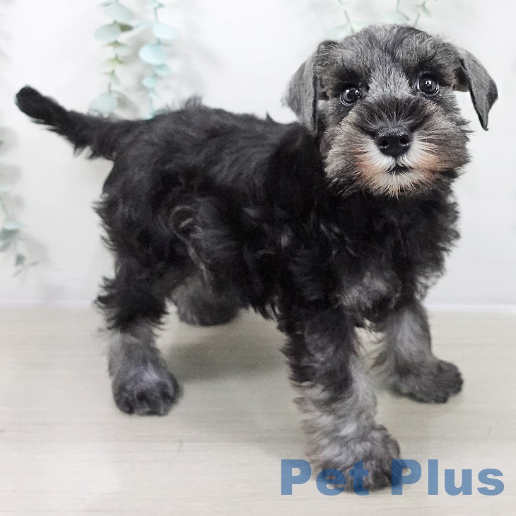 ミニチュア・シュナウザー