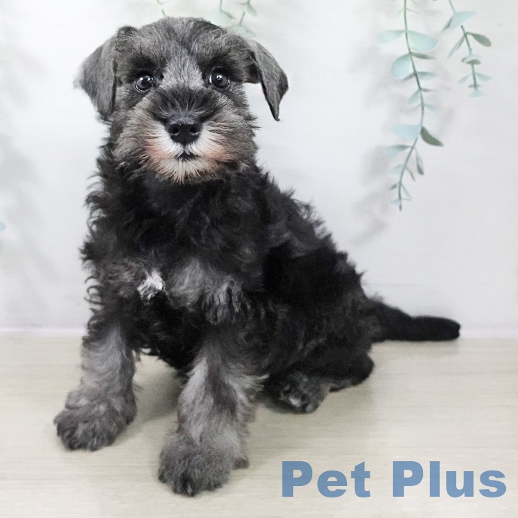 ミニチュア・シュナウザーの写真2