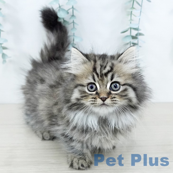 ミヌエットの写真2