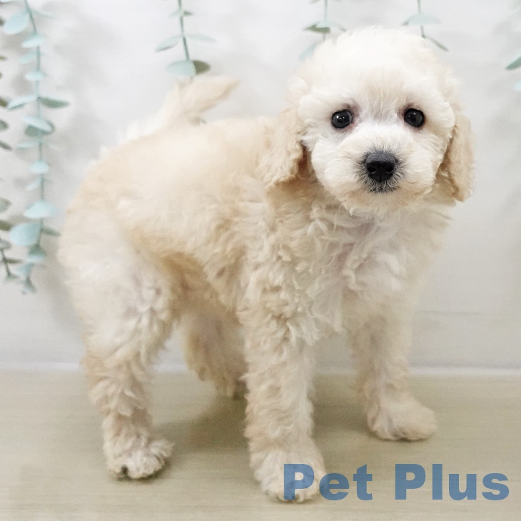 トイ・プードルの写真2