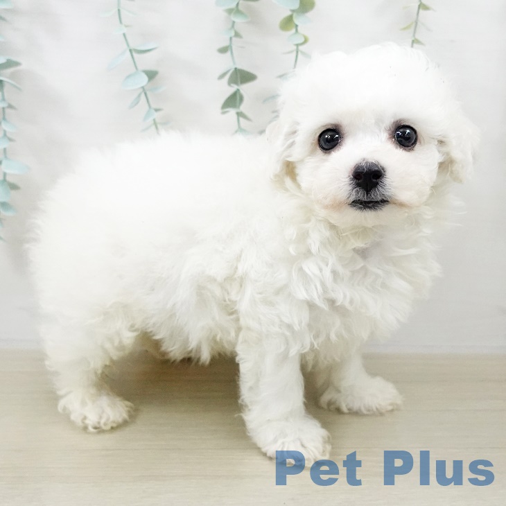 ビション・フリーゼ