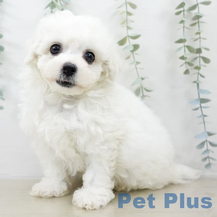 ビション・フリーゼの写真2