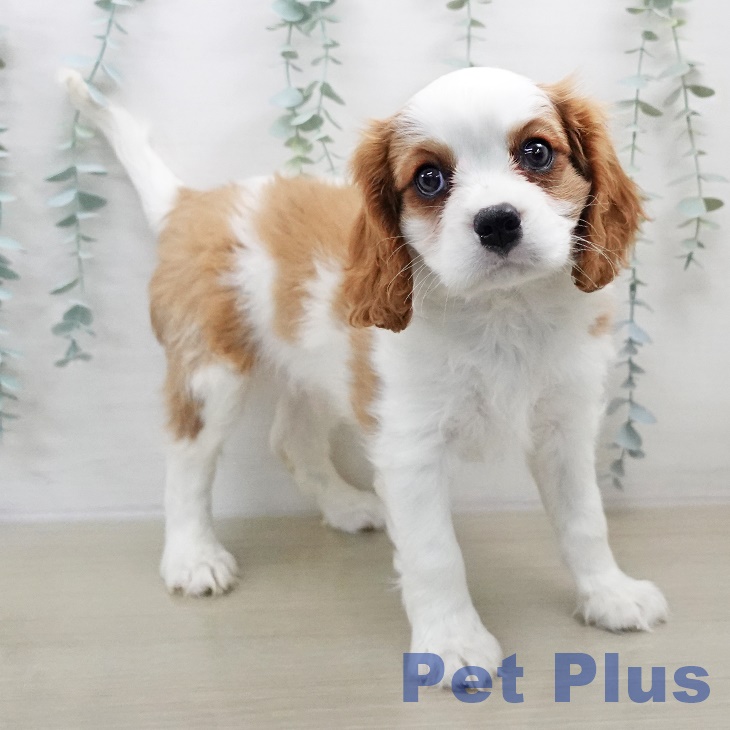 キャバリア・キングチャールズ・スパニエルの写真2