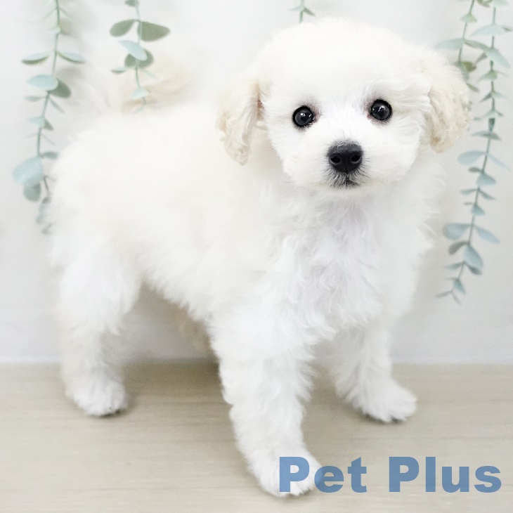 トイ・プードル