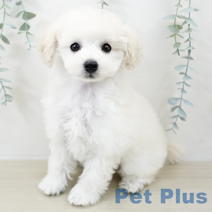 トイ・プードルの写真2