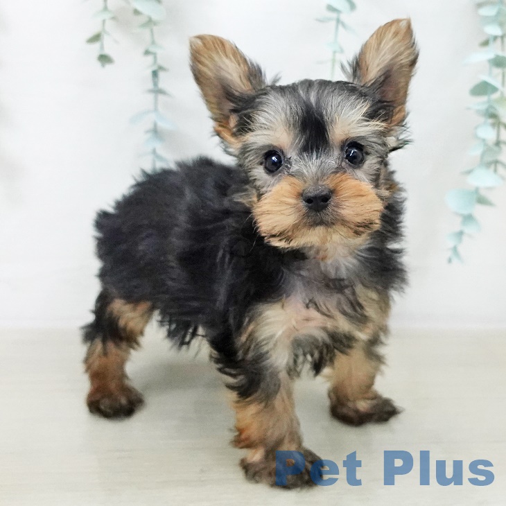 ヨークシャー・テリア