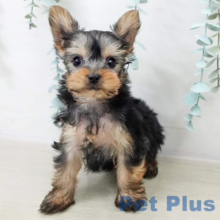 ヨークシャー・テリアの写真2