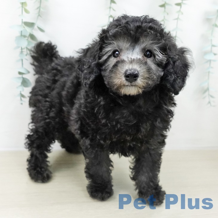 トイ・プードルの写真2