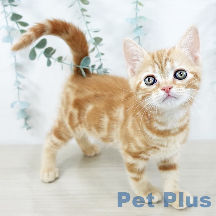 アメリカンショートヘア