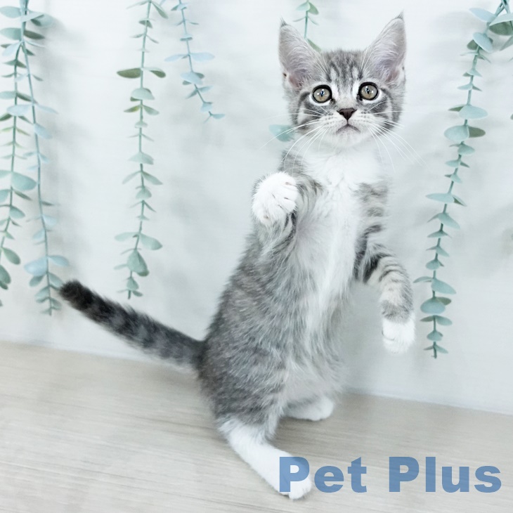 マンチカンの写真2