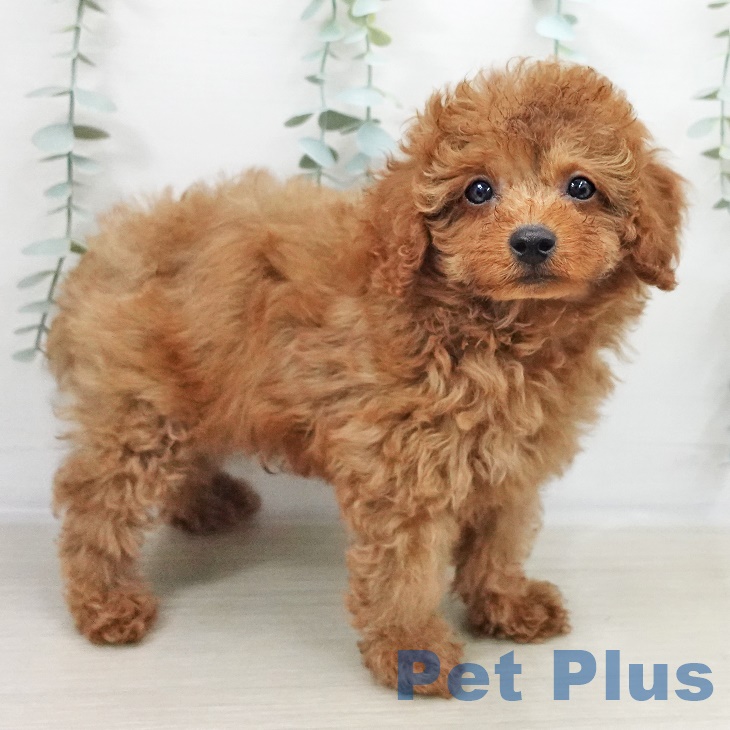 トイ・プードル