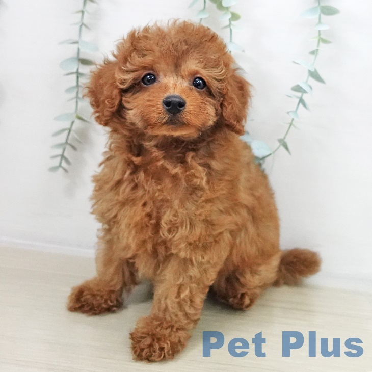 トイ・プードルの写真2