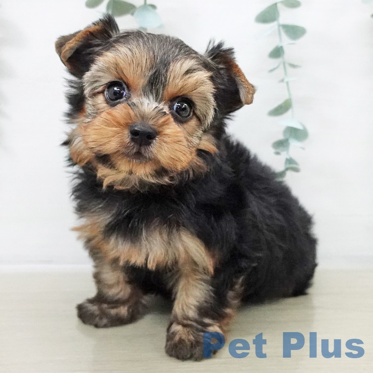 ヨークシャー・テリア