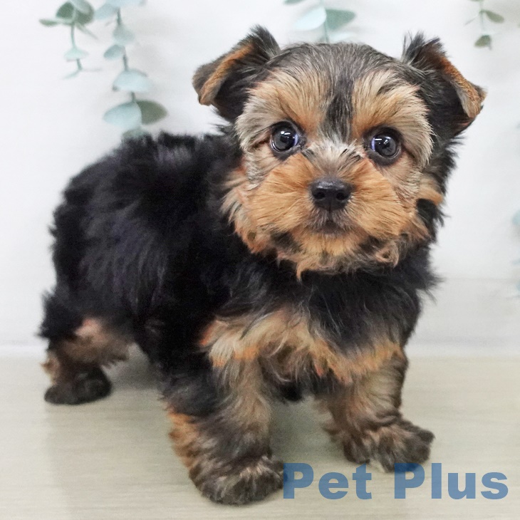 ヨークシャー・テリアの写真2