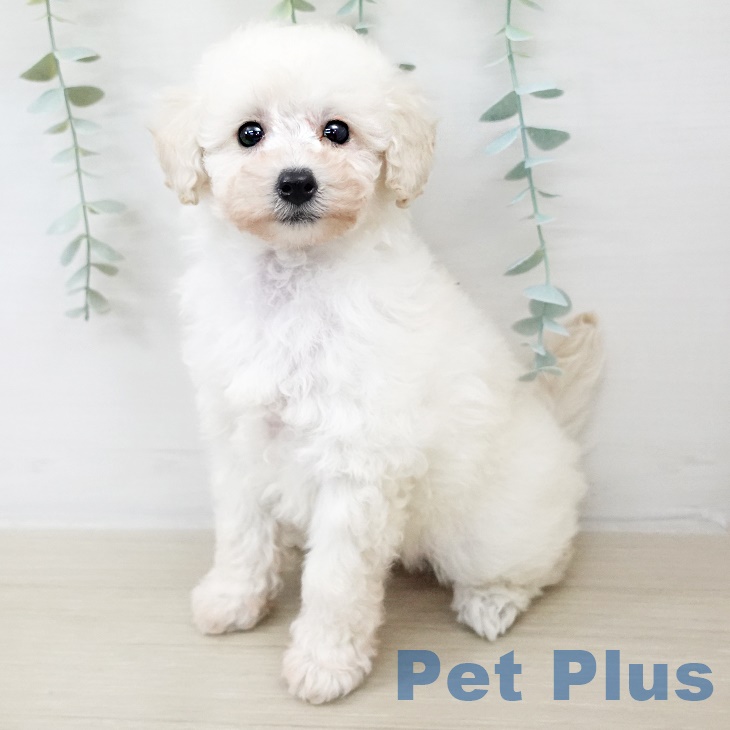 トイ・プードル