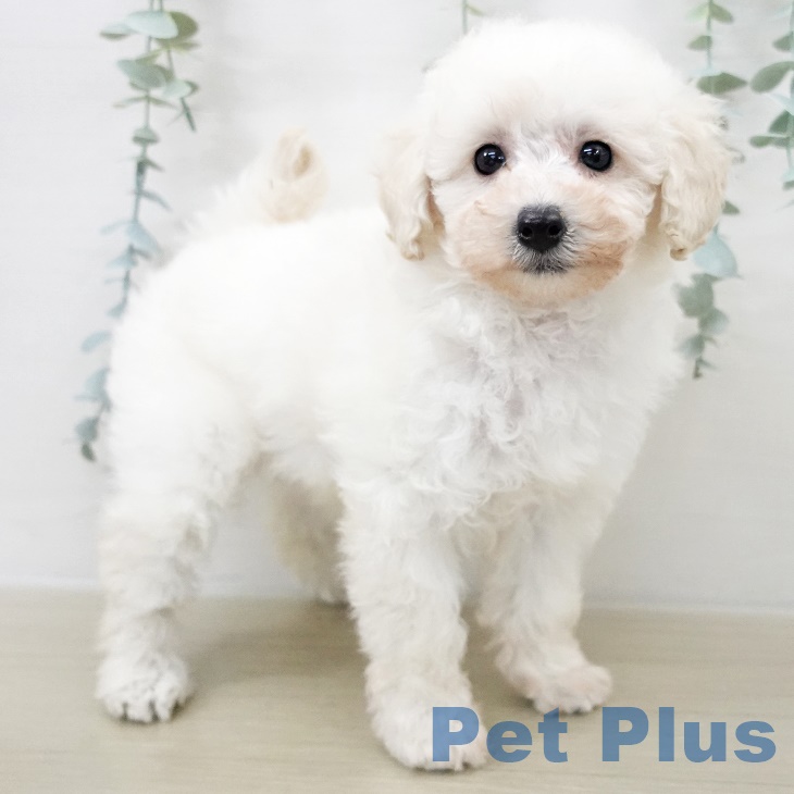 トイ・プードルの写真2