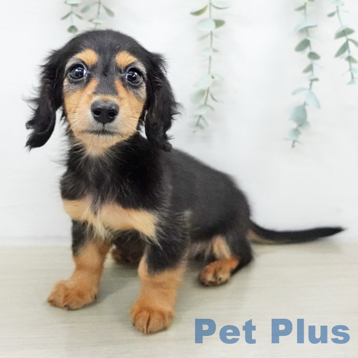 カニーンヘン・ダックスフンド