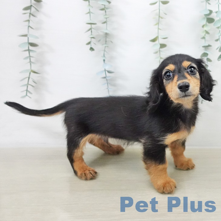 カニーンヘン・ダックスフンドの写真2