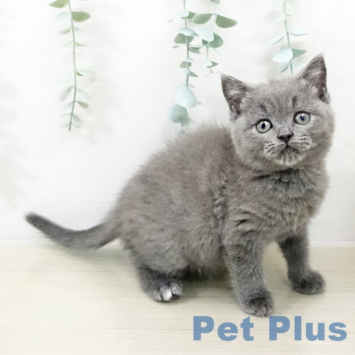 ブリティッシュショートヘア